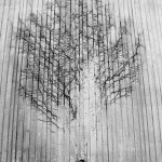 Alen Đozgić - Brilliant Trees // Kreativna fotografija