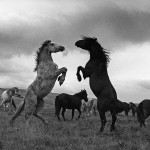Dejan Selaković - Divlji konji // Priroda i okoliš
