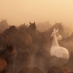 Nimet Gönenç - Çınaroğlu White Horse // Priroda i okoliš
