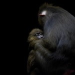 Walter Schoenenbroecher - Monkey love // Priroda i okoliš