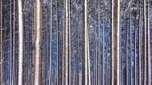 Andreja Ravnak - Mobile phone photography - Blue forest