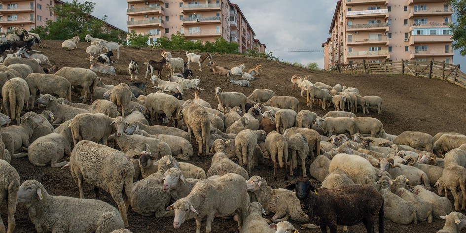 A flock of about 500 sheep and goat rest at a farm close-by a new built apartment blocks, called Confort City. The farm has been here, at the edge of Bucharest, for decades. The apartments have been build 10 years ago; since then, their inhabitants are making constant efforts to shut down the farm, complaining against the smell and noise. Today the farm is almost closed, but as its own decision: the owner is too old and nobody else wants to continue this business.